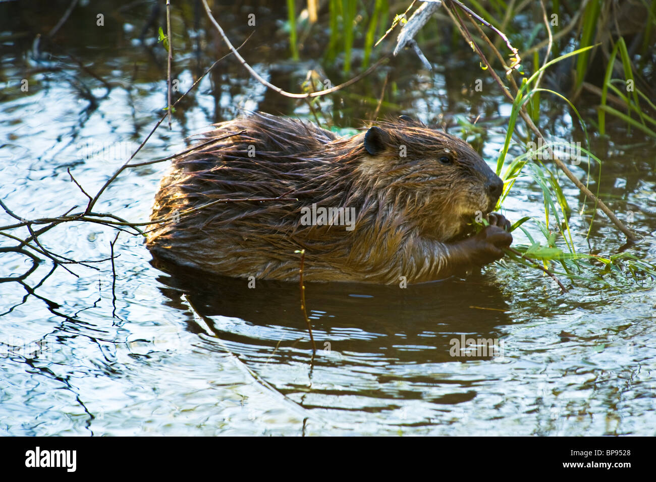 A Canadian beaver. Stock Photo