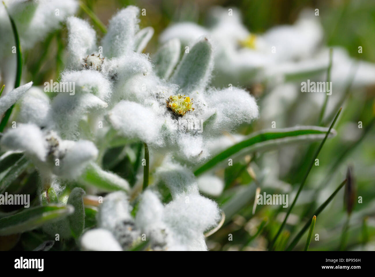Edelweiss (Leontopodium alpinum), Naturpark Fanes-Sennes-Prags, Dolomites, Trentino-Alto Adige/South Tyrol, Italy Stock Photo