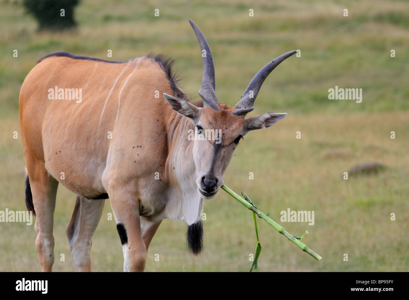 eland taurotragus oryx antelope Stock Photo