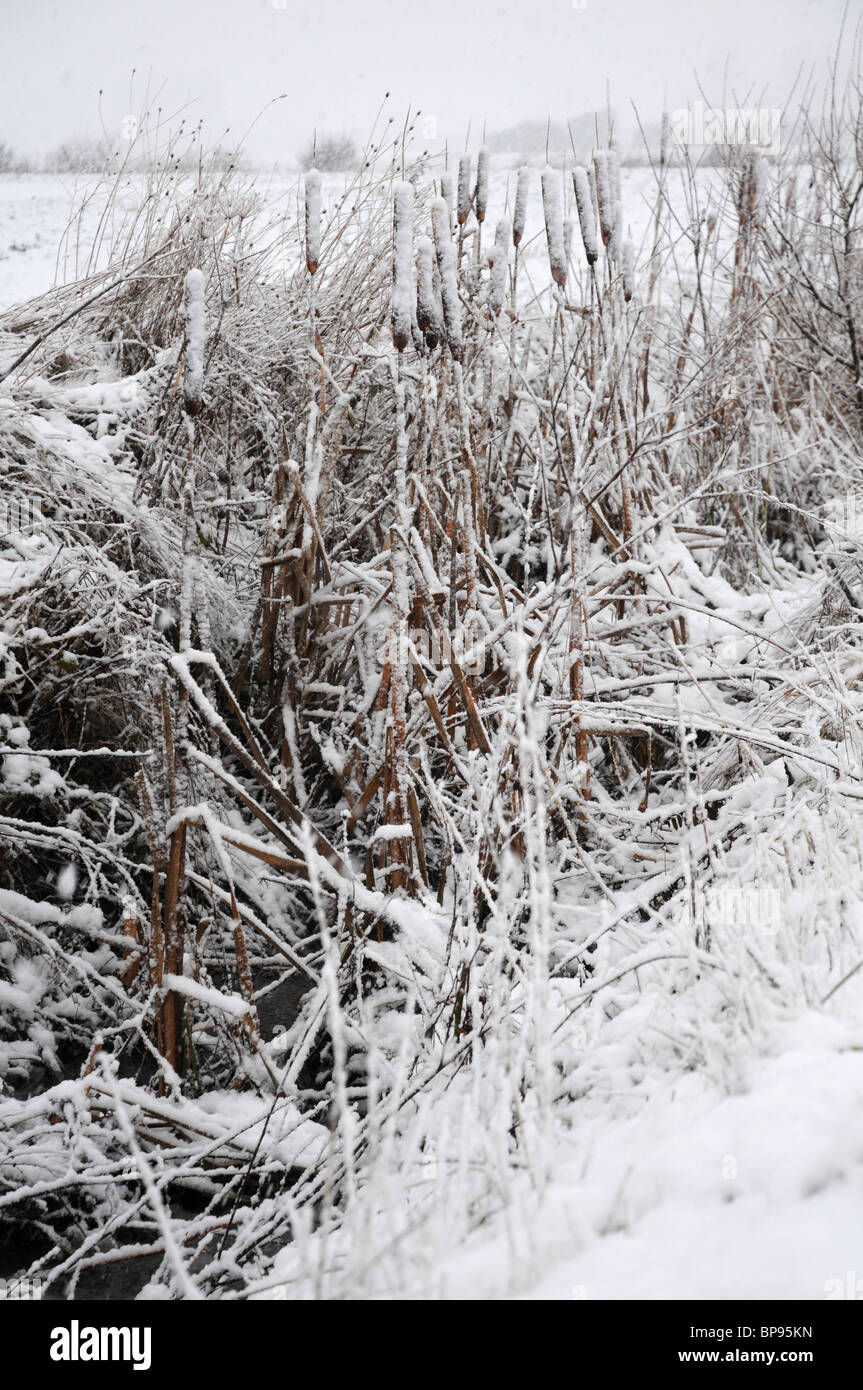 Reedmace, Typha Latifolia in a blizzard. Drainage ditch and arable land. Coastal Plain. Stock Photo