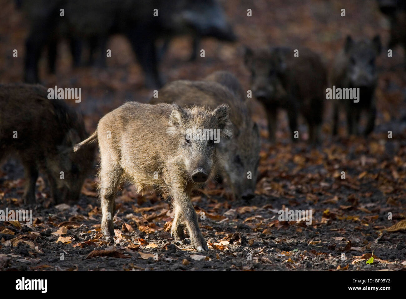 wild boar piglets, in Saupark, Springe, Lower Saxony, northern Germany Stock Photo
