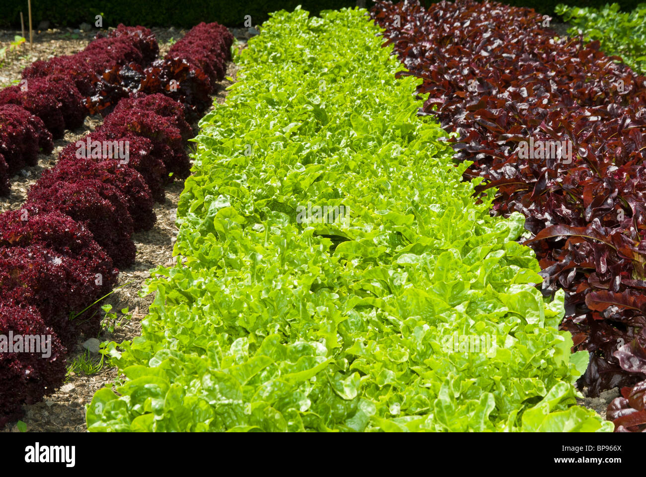 Growing Lettuces in vegetable patch Stock Photo Alamy