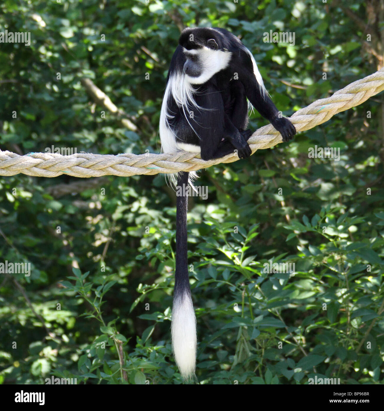 black and white colobus monkey colobus guereza occidentalis Stock Photo
