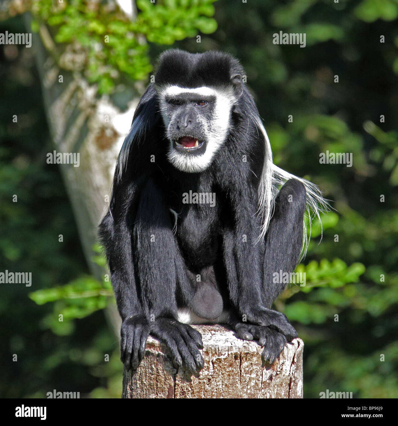 black and white colobus monkey colobus guereza occidentalis Stock Photo