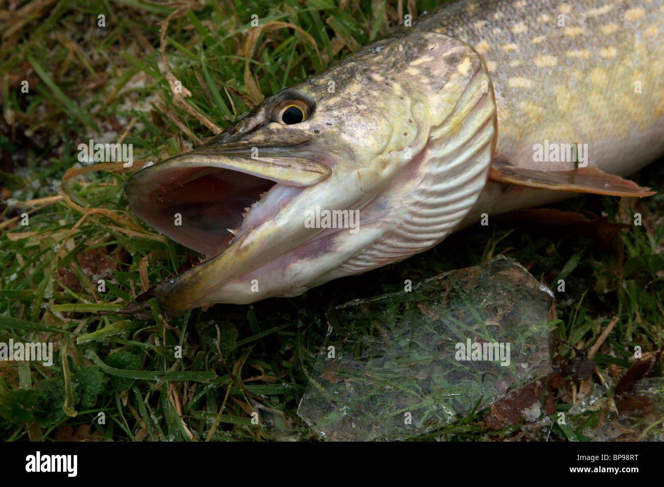 head-shot of a small winter pike waiting to be returned to the water. Stock Photo