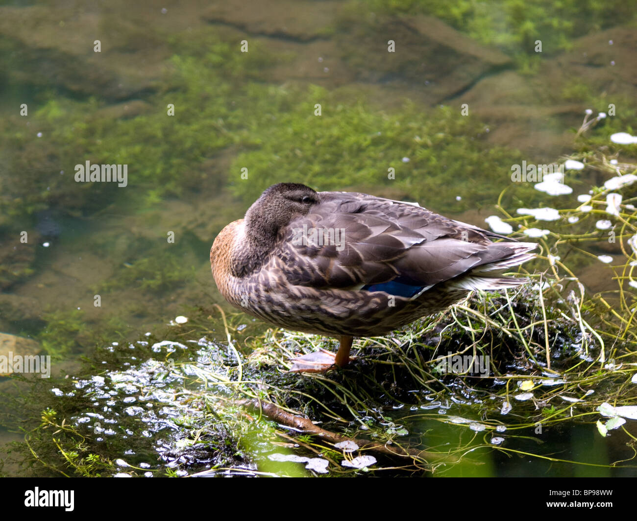 Sleeping duck hires stock photography and images Alamy