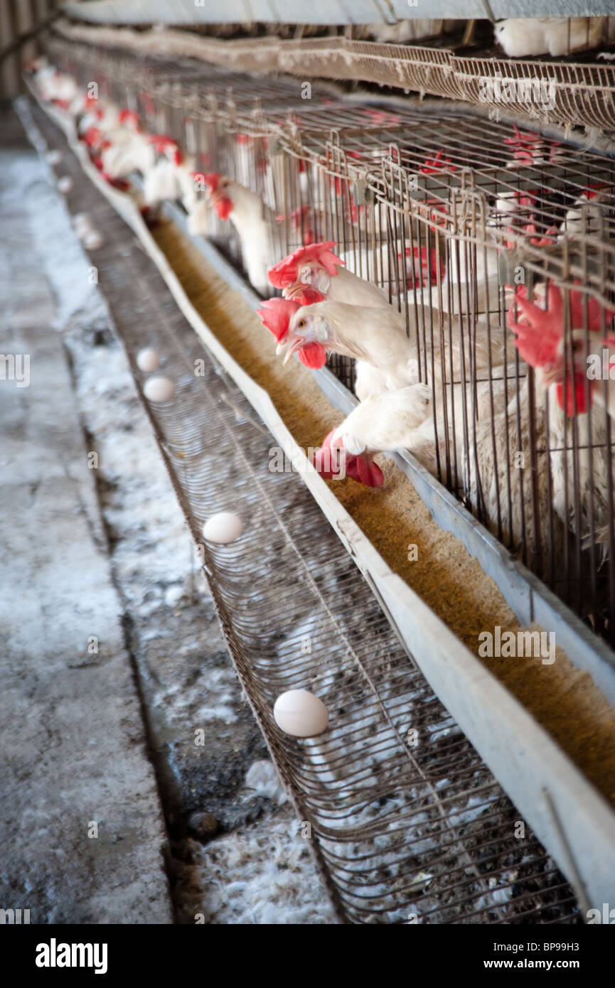 White Leghorn egg-laying chickens in cages in their hen house. Stock Photo