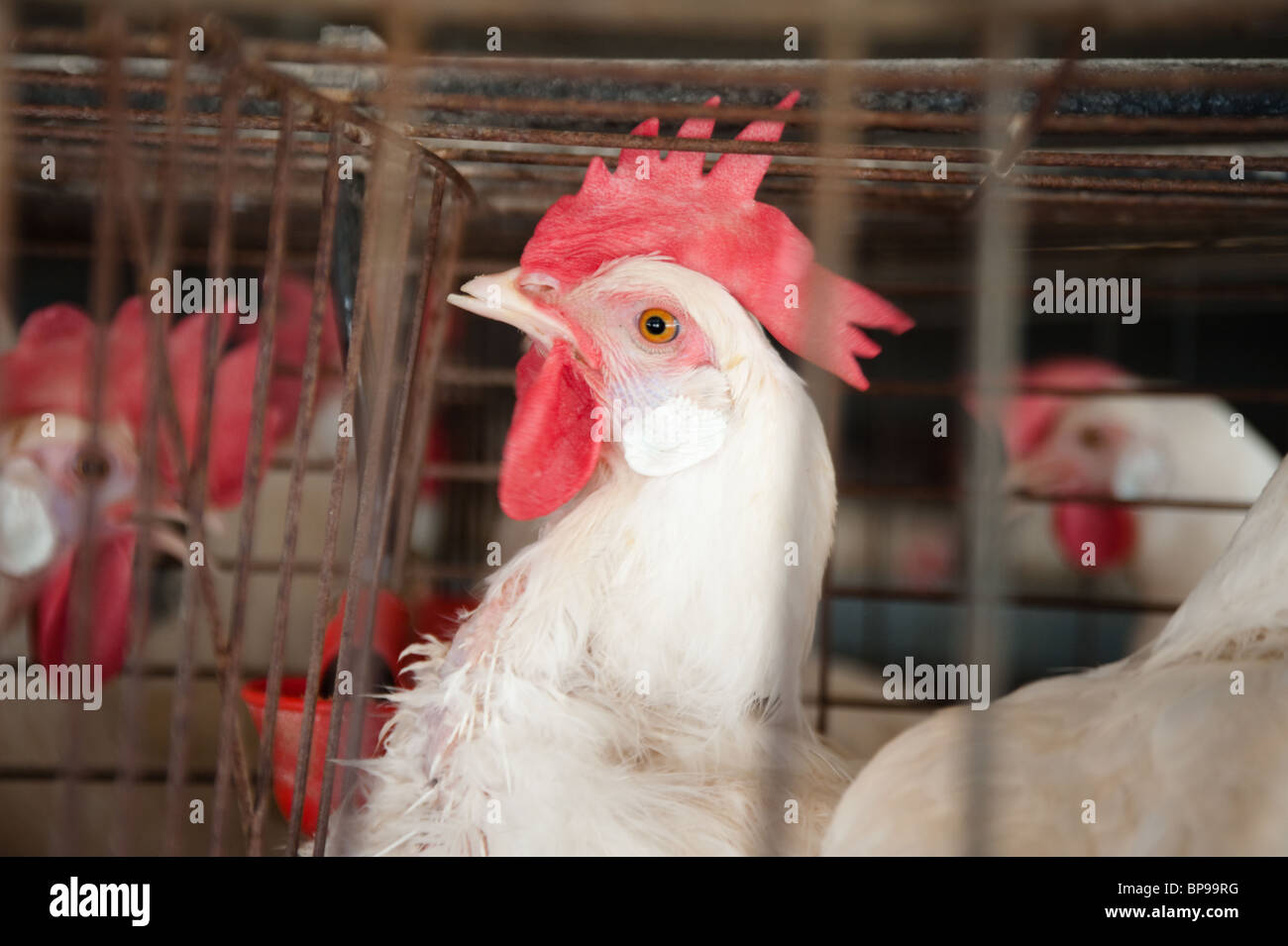 White Leghorn egg-laying chickens in cages in their hen house. Stock Photo