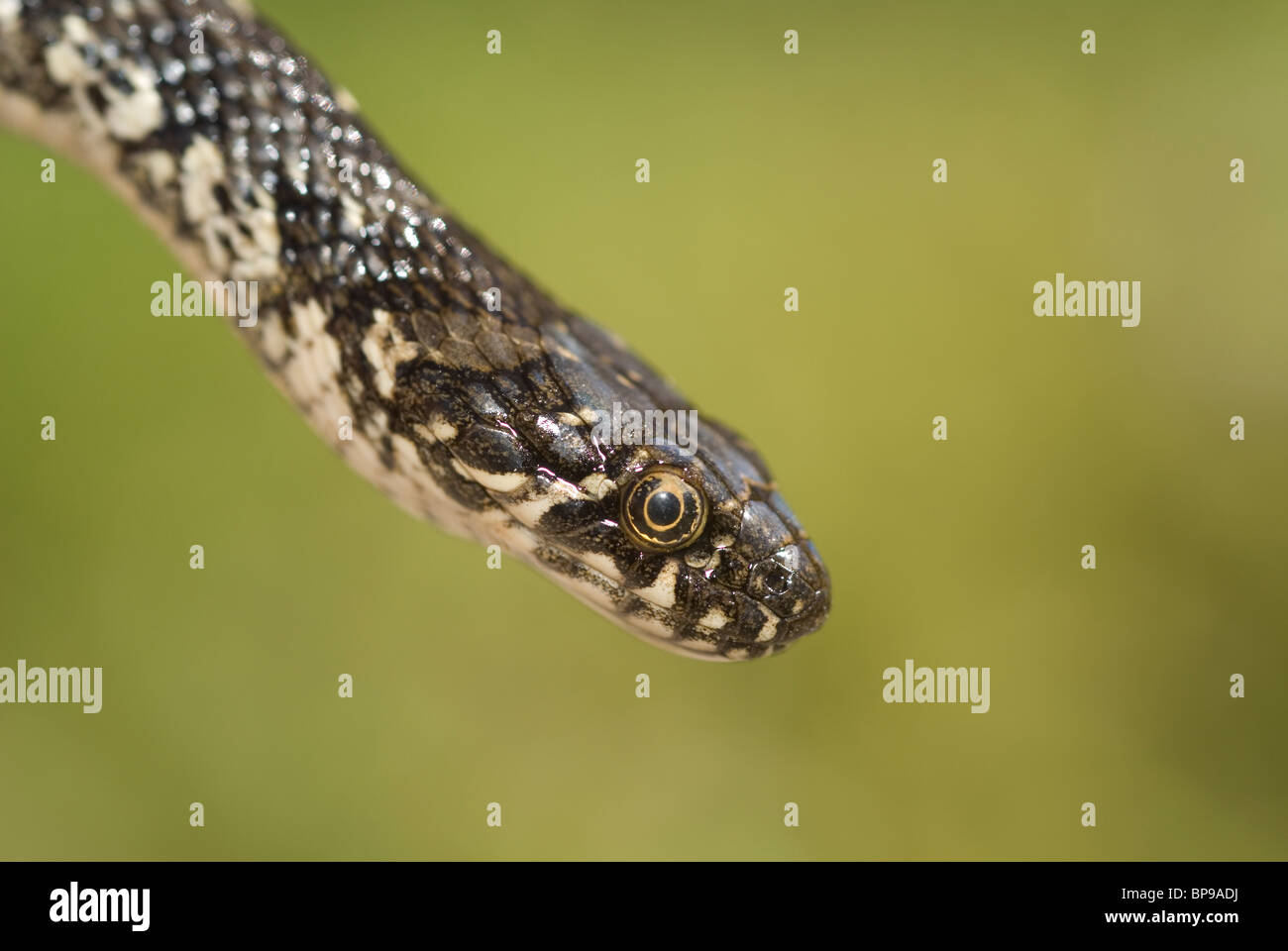 Viperine water snake (Natrix maura) Stock Photo