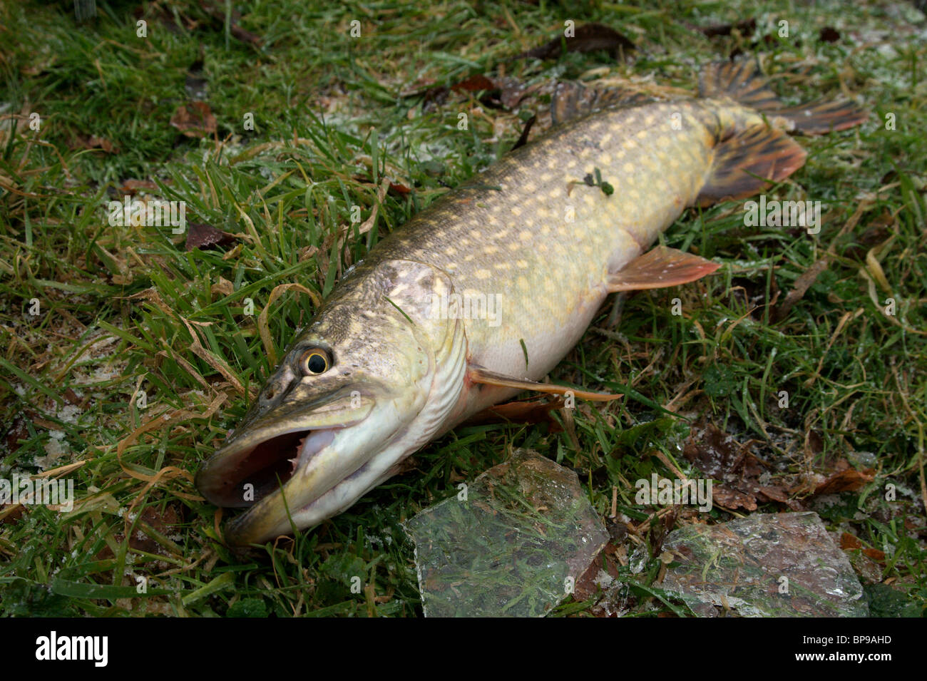 a pike laying on soft grass before being returned to the water Stock Photo