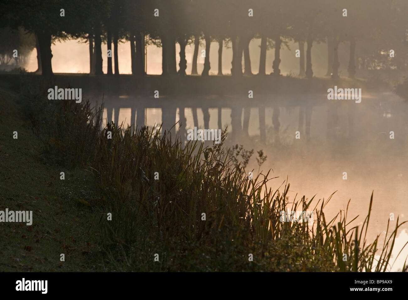 Graft, tree lines, fog, Great Garden Herrenhausen in Hanover, Hanover, Lower Saxony, northern Germany Stock Photo