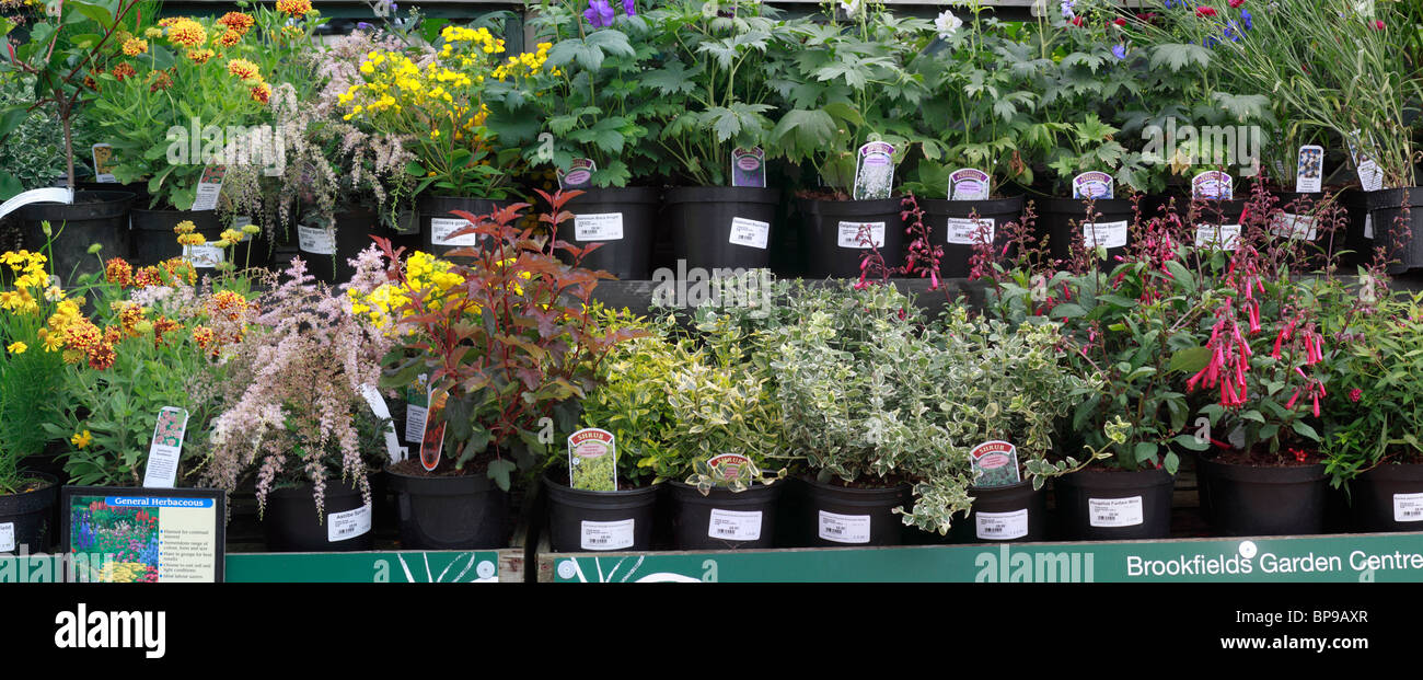 Mixed shrubs and herbaceous plants on display. Euonymus fortunei, winter creeper, Helenium Goldfield, Photinia Red Robin (photinia x fraseri), Gaillardia pulchella Sundance, Astilbe, 'Sprite', Calceolaria, goldari, Delphinium, Centaurea, Cyanus, Stock Photo