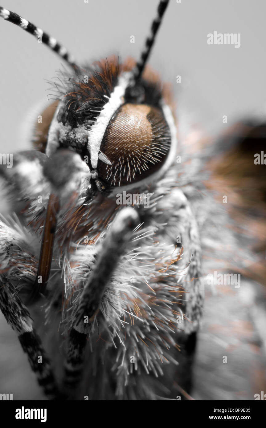 Macro shot of a Juniper Hairstreak butterfly Stock Photo