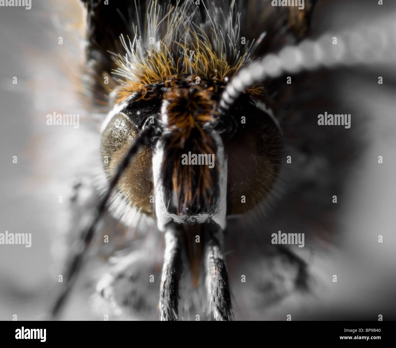 Macro shot of a Juniper Hairstreak butterfly Stock Photo