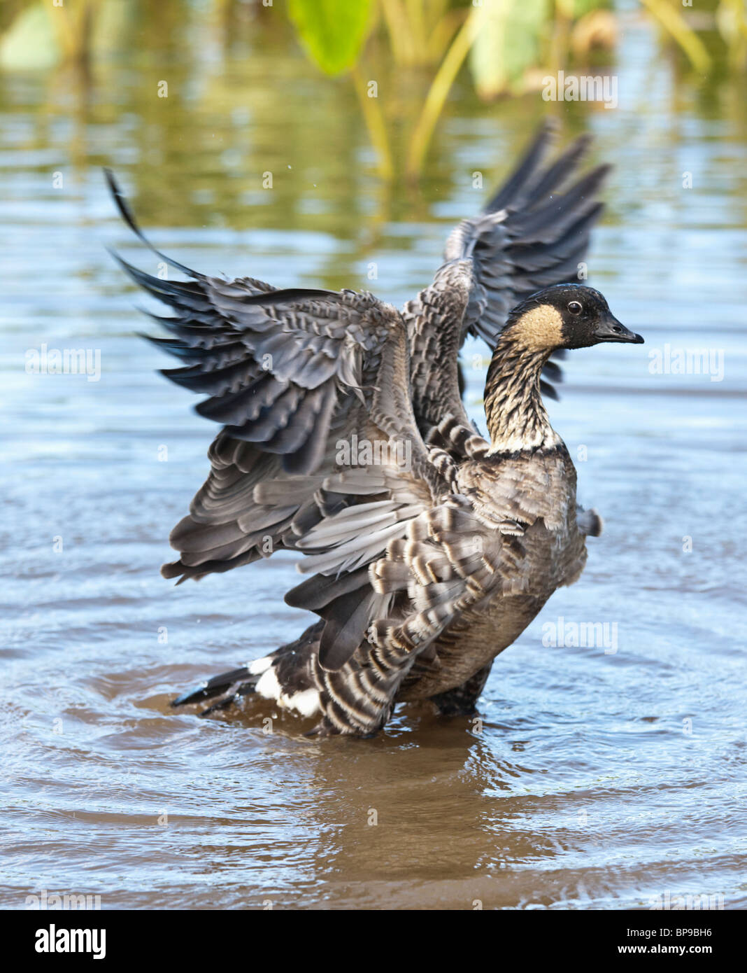 Kauai, Hawaii, United States Of America; Hawaiian Goose (Branta Sandvicensis) Flaps It's Wings After Bathing Stock Photo