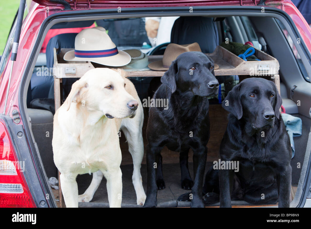 Labrador dogs in the boot of a car at the Vale of Rydal Sheepdog Trials, Ambleside, Lake District, UK. Stock Photo
