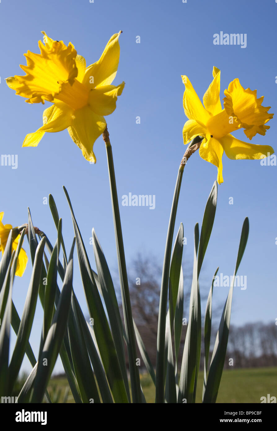northumberland, england; yellow daffodils Stock Photo Alamy