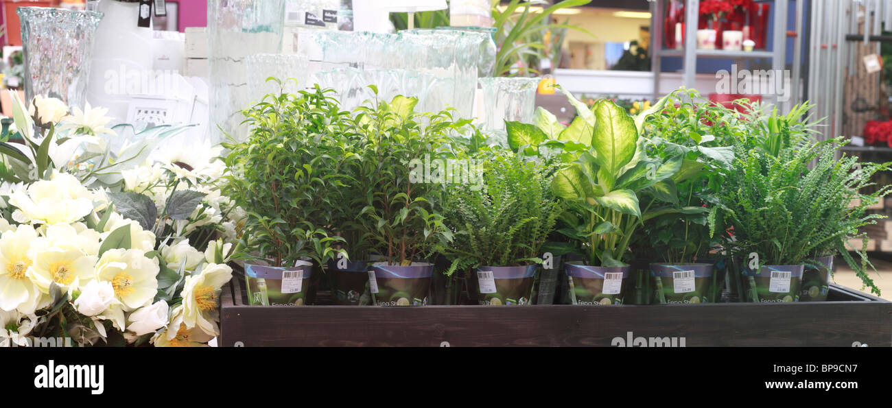 Plants display hi-res stock photography and images - Alamy