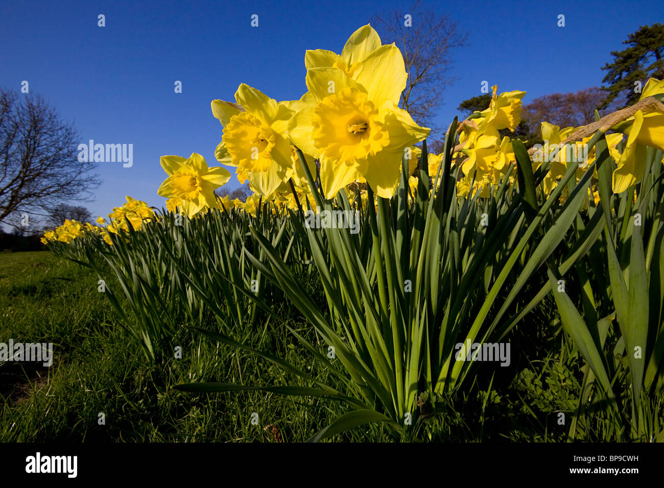 Daffodils Daffodil Narcissus Stock Photo