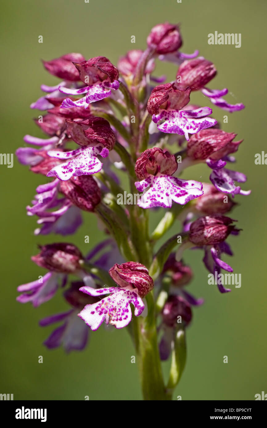 Lady orchid Orchis purpurea Oxfordshire Stock Photo