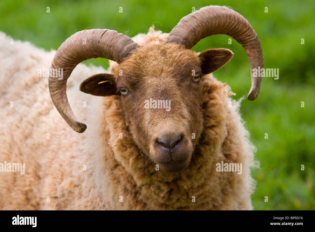 Manx Loghtan Loaghtan Sheep Ovis aries Stock Photo