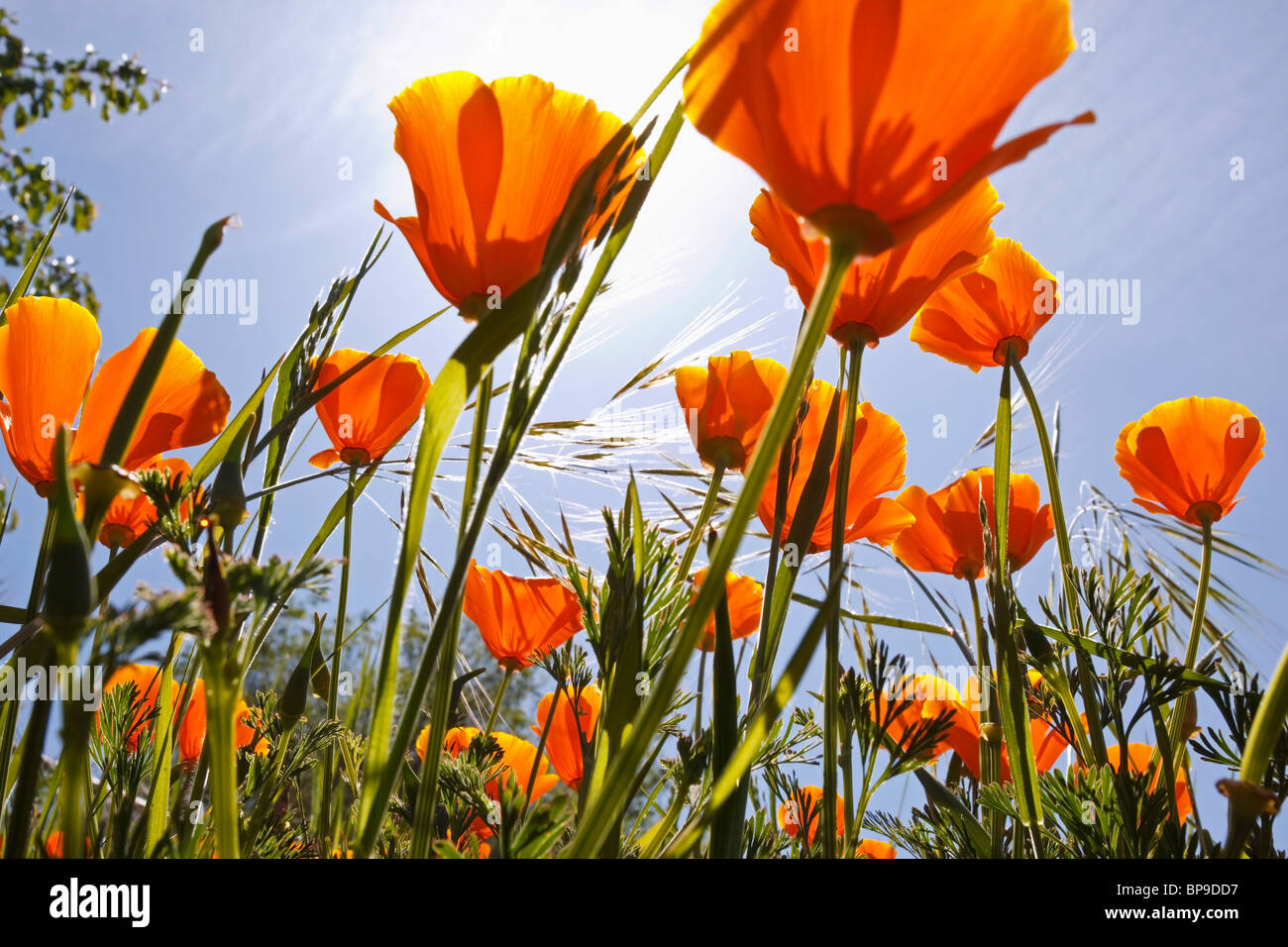 oregon, united states of america; poppies growing in willamette valley Stock Photo