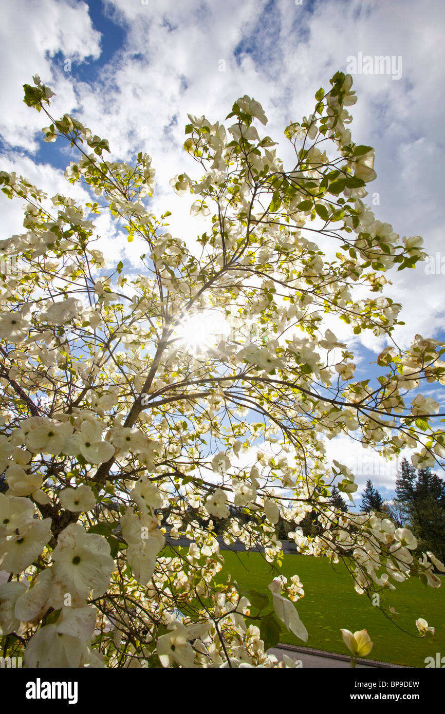 oregon, united states of america; a tree with blossoms in happy valley park Stock Photo