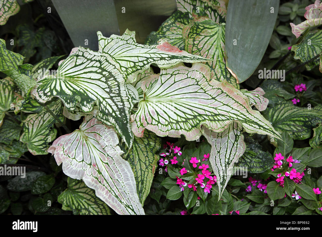 Caladium Thai Beauty Stock Photo