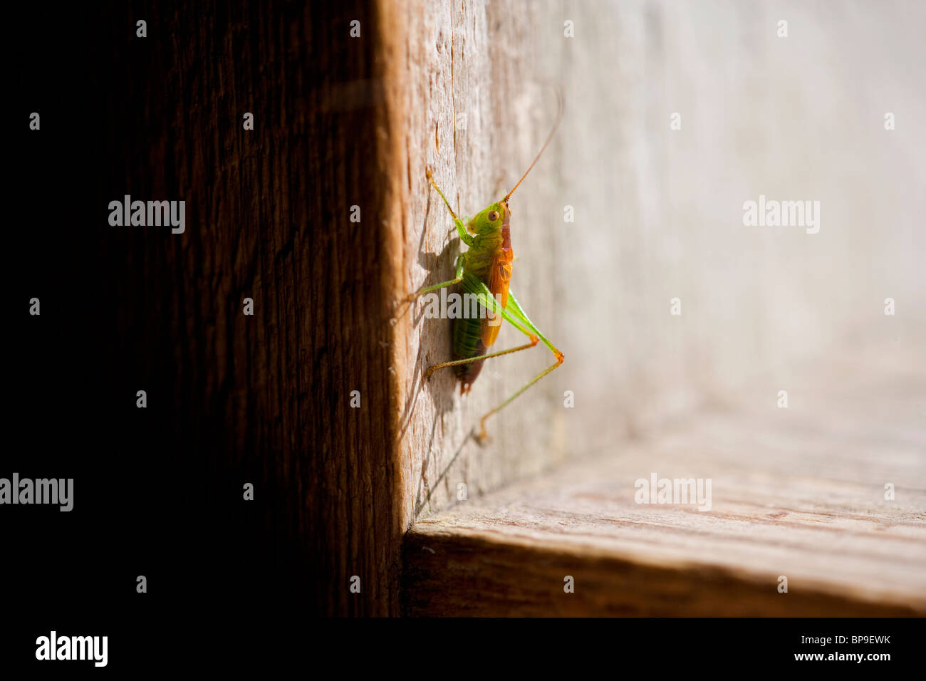 grasshopper Stock Photo