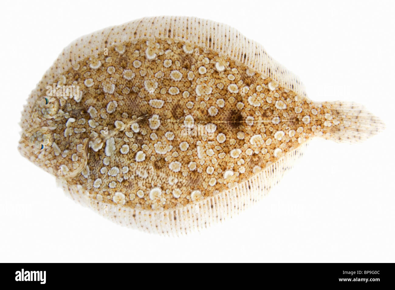 Close-up photo on white background of a flounder, camouflaged as sand. If lying still, it is very hard to spot. Stock Photo