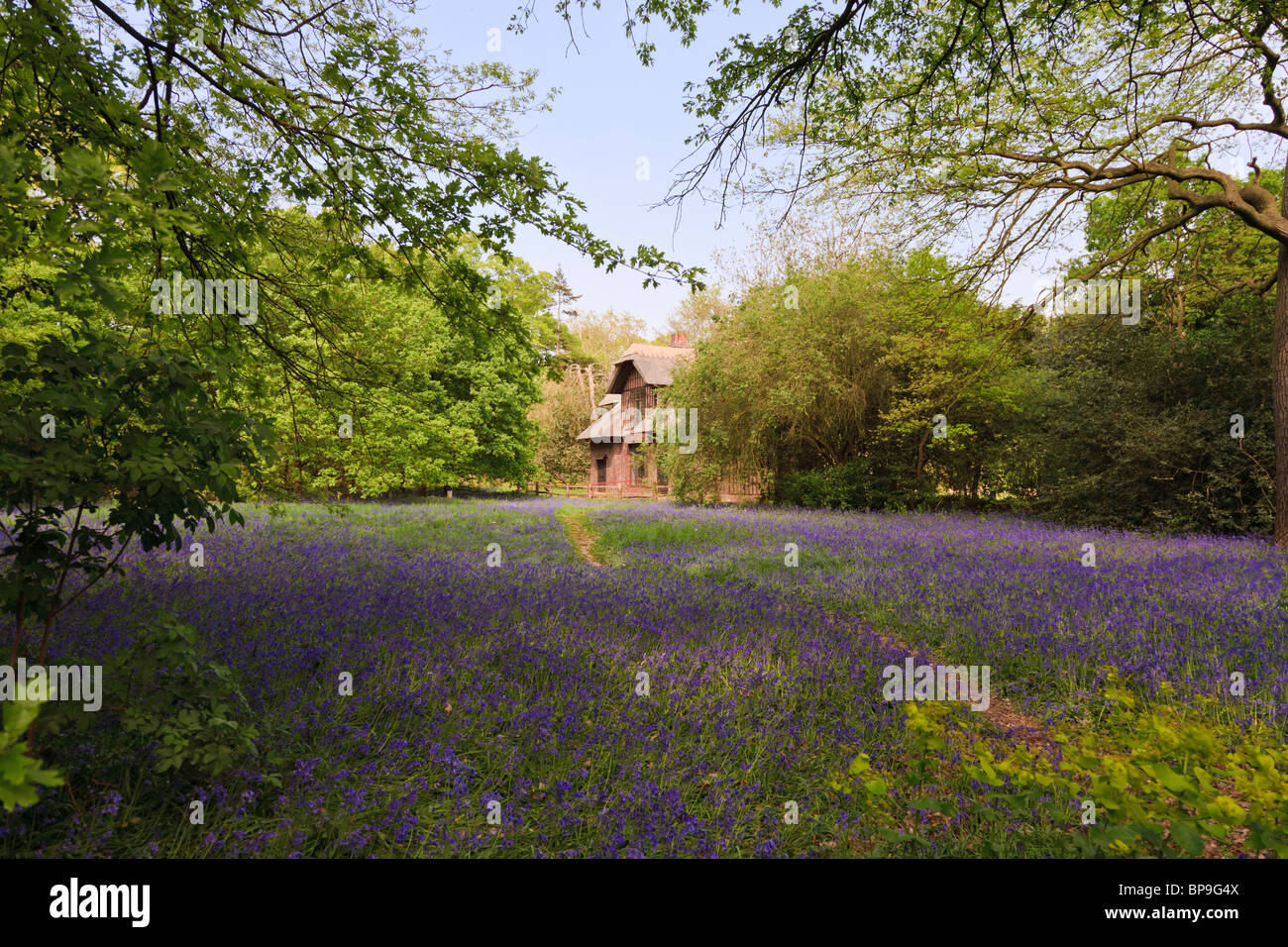Spring bluebells with Queen Charlotte's Cottage in the background at Royal Kew Gardens, London, England Stock Photo