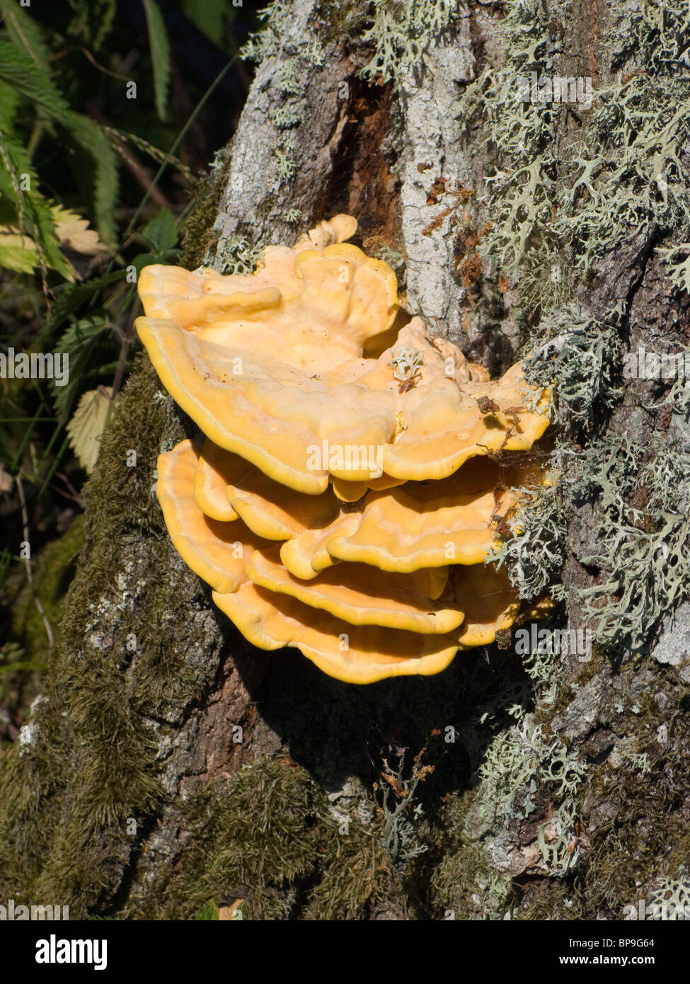 Fungus growing on an old oak, giving it a rot inside. Stock Photo