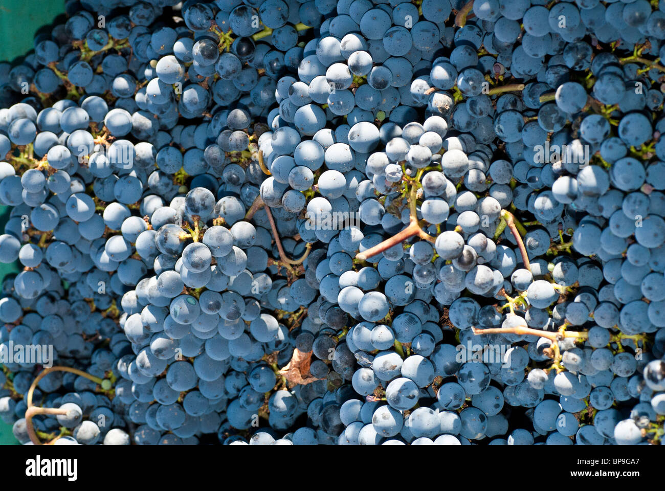 Fresh concord grapes harvested in vineyard Lebanon Middle East Asia