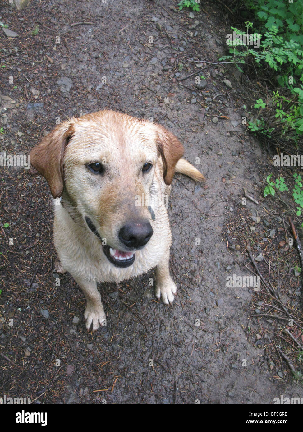 portrait of happy  yellow Labrador  retriever sitting on hiking trail Stock Photo