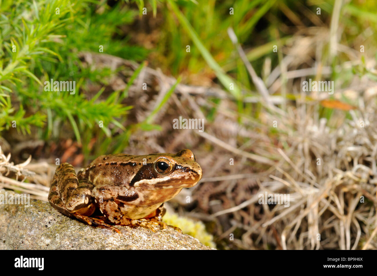 Iberian frog, Spanish frog (Rana iberica), sitting on a stone, Portugal, Peneda Geres Nationalpark Stock Photo