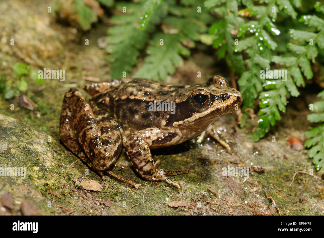 Iberian frog, Spanish frog (Rana iberica), on mossy stone, Spain, Galicia, Naturpark Monte Aloia Stock Photo