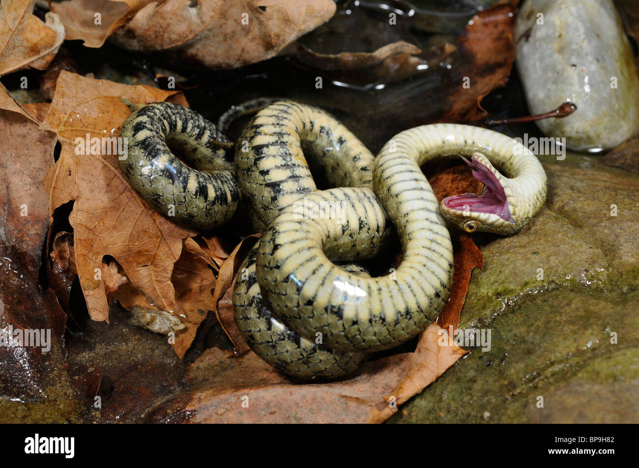 dice snake (Natrix tessellata), feigning death, Greece, Creta, Kournas See Stock Photo
