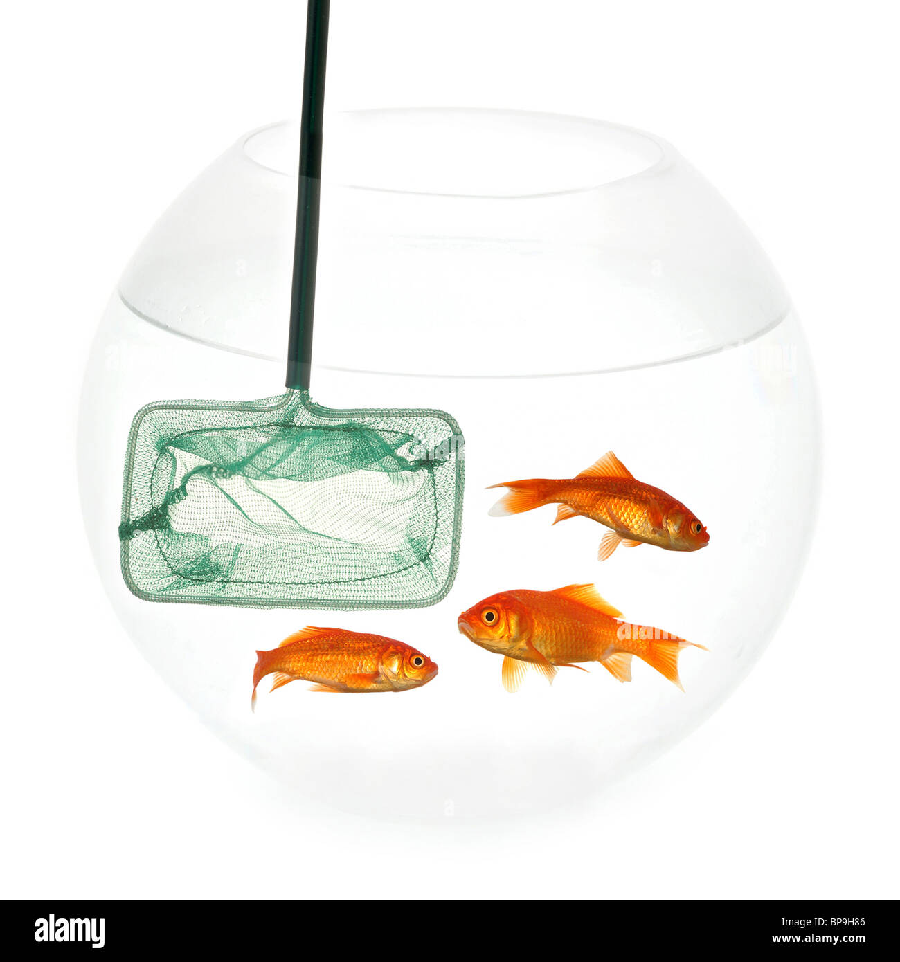 https://c8.alamy.com/comp/BP9H86/fishing-net-in-a-fishbowl-with-goldfish-taken-on-a-clean-white-background-BP9H86.jpg