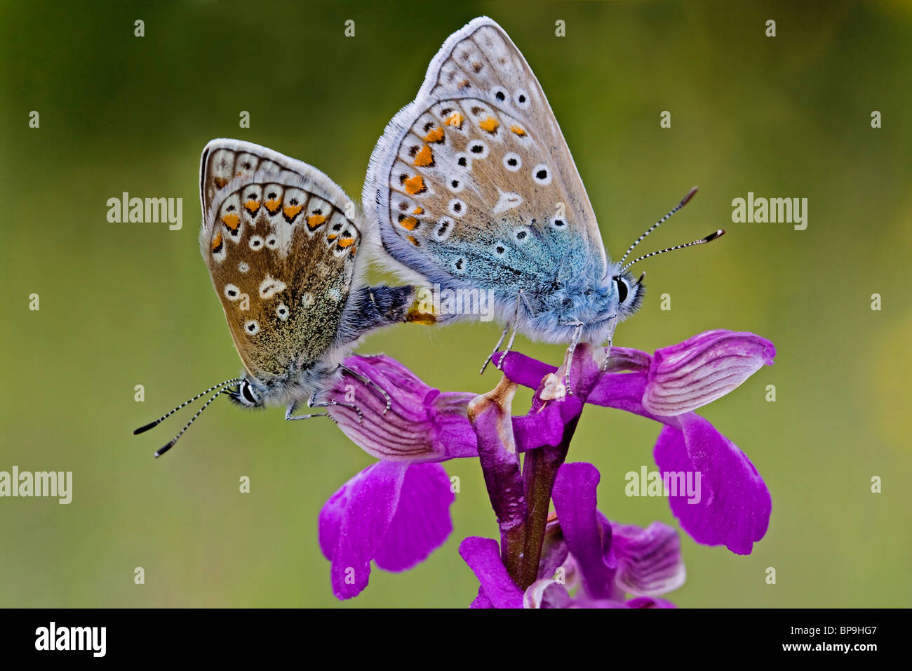 Mating common blue butterflies hires stock photography and images Alamy