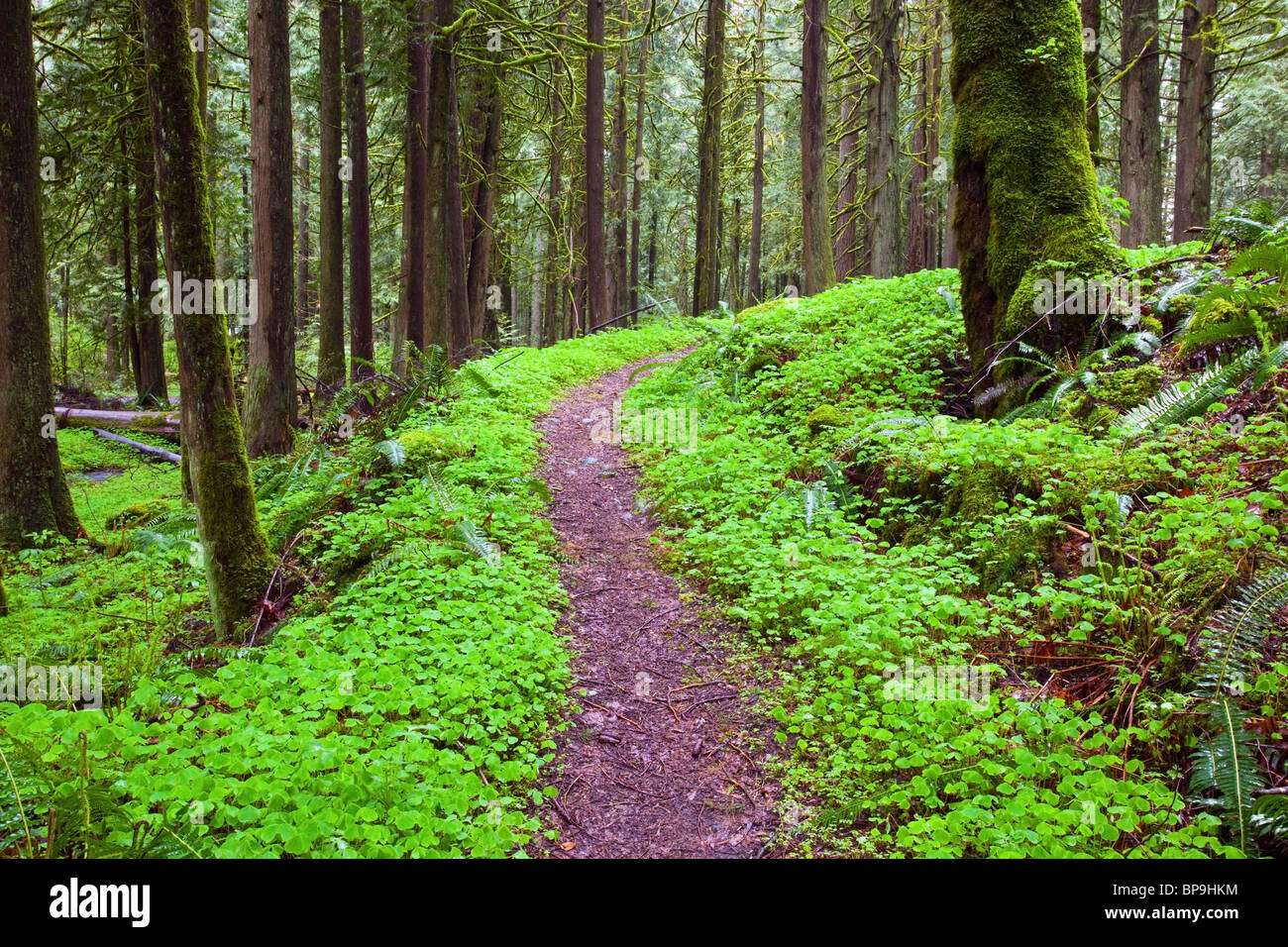 oregon, united states of america; a trail going through mount hood national forest Stock Photo