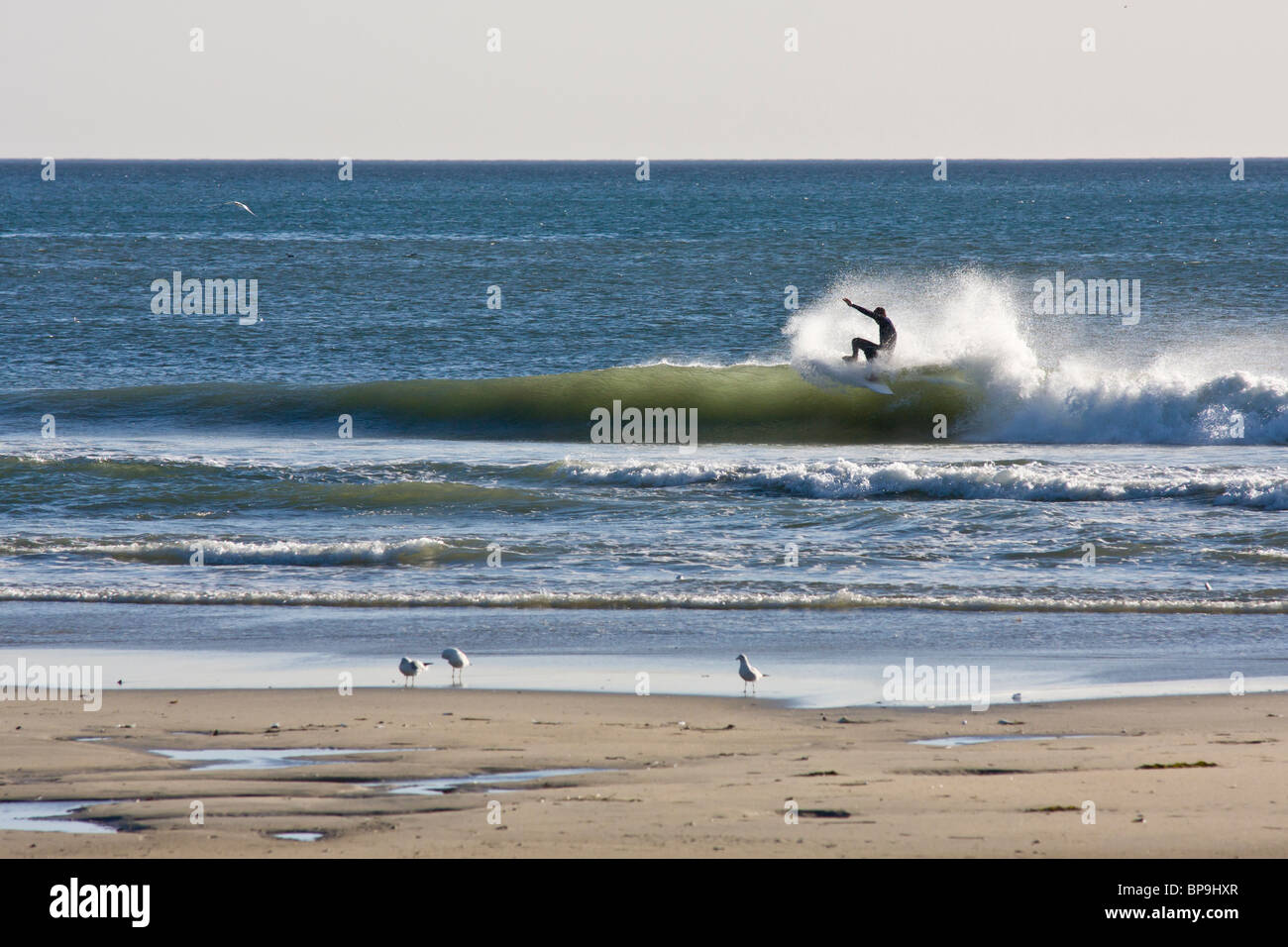 Single Surfer surfing single wave close to the beach in Los Angeles, California. Stock Photo