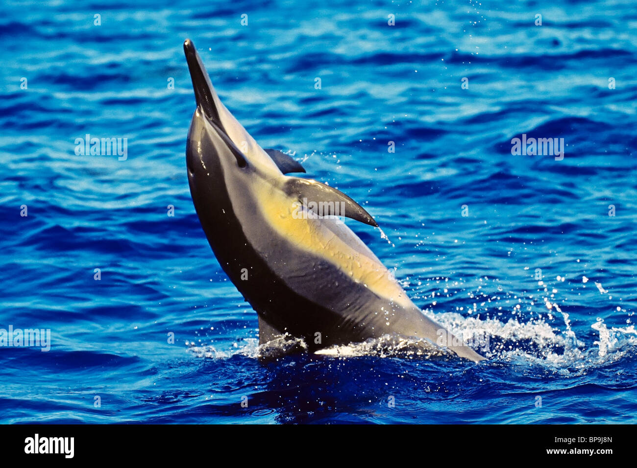 Hawaiian spinner dolphin, Stenella longirostris longirostris, tail walking, Kona, Hawaii Stock Photo
