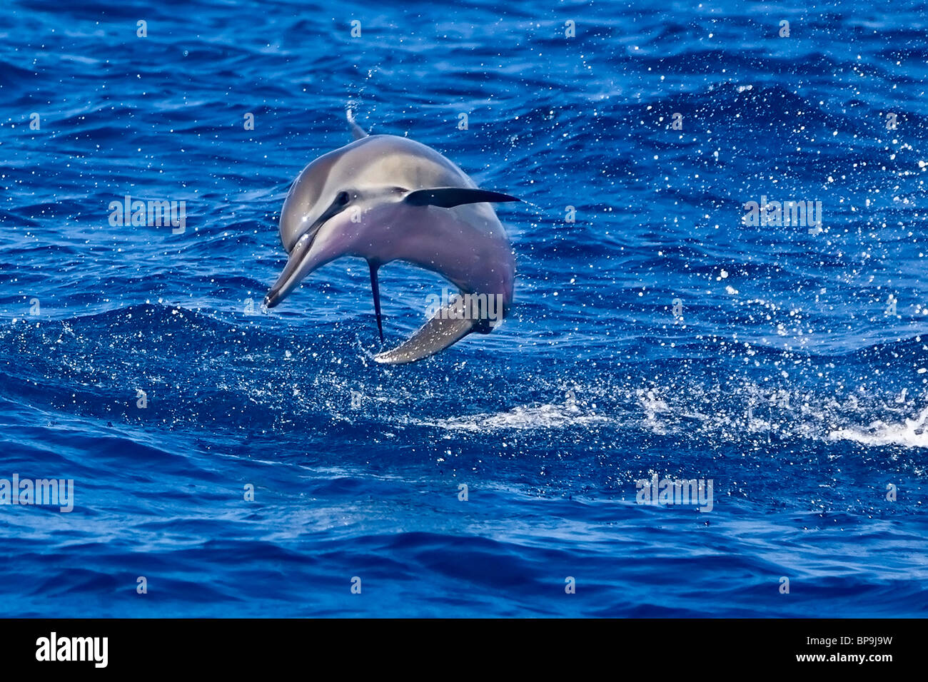Hawaiian spinner dolphin calf (Stenella longirostris longirostris) jumping, Hawaii Stock Photo