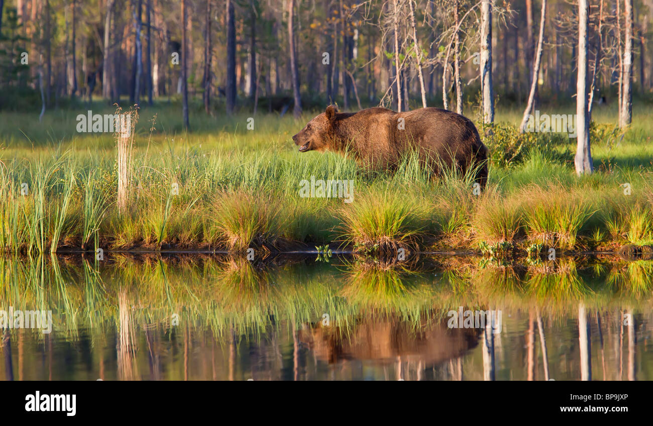 European brown bear (Ursos arctos) at the edge of a lake in the boreal ...