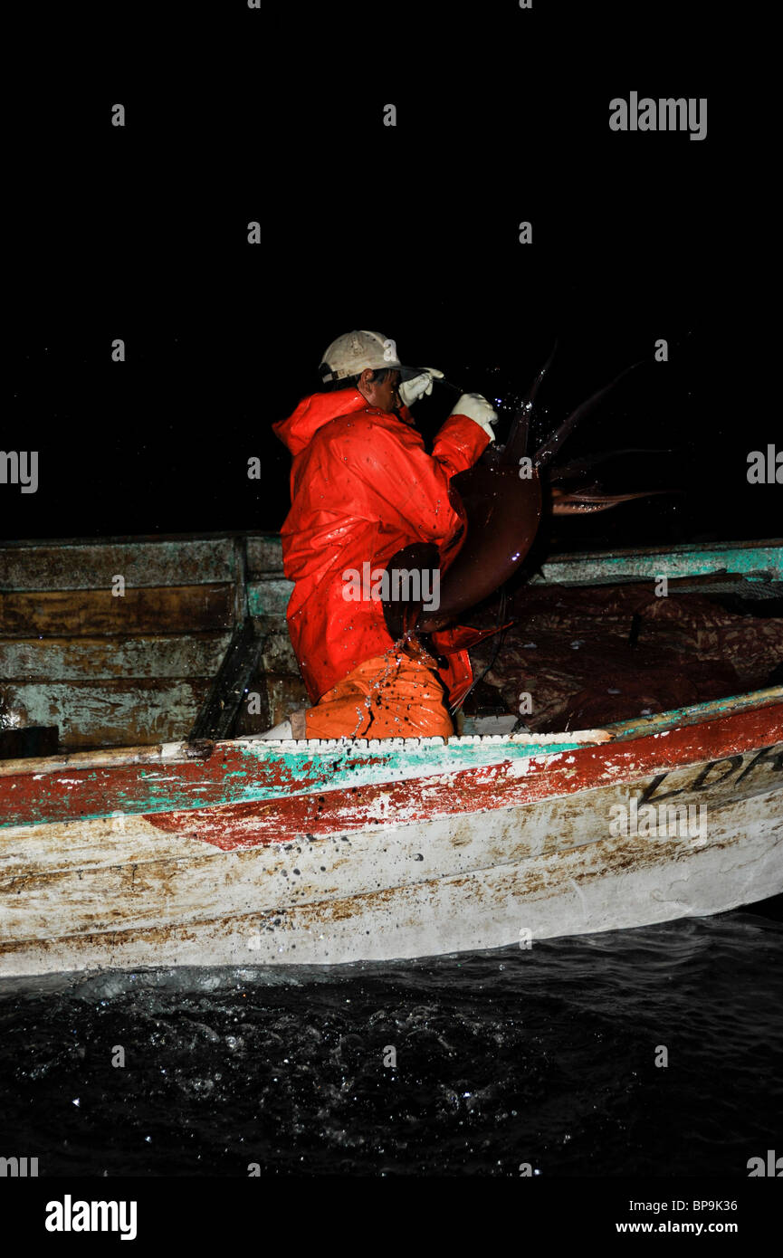 Local fishermen fishing Humboldt Squid in the Sea of Cortez Stock Photo