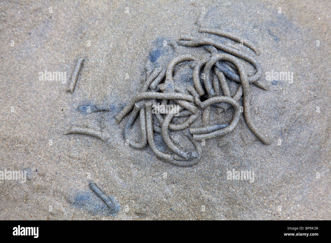 Sea worm mounds Stock Photo