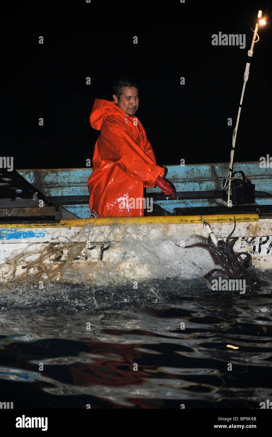 Local fishermen fishing Humboldt Squid in the Sea of Cortez Stock Photo