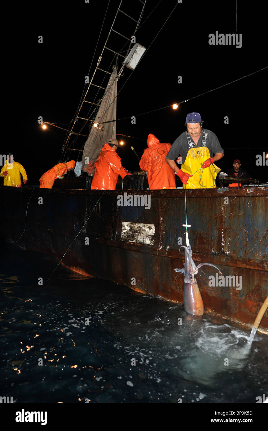 Local fishermen fishing Humboldt Squid in the Sea of Cortez Stock Photo