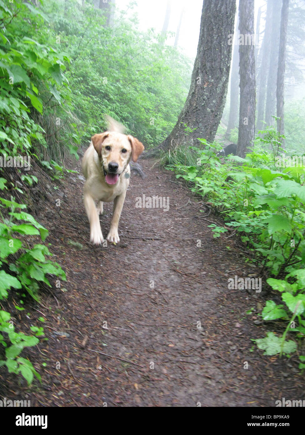 happy yellow Labrador retriever walking down hiking trail Stock Photo