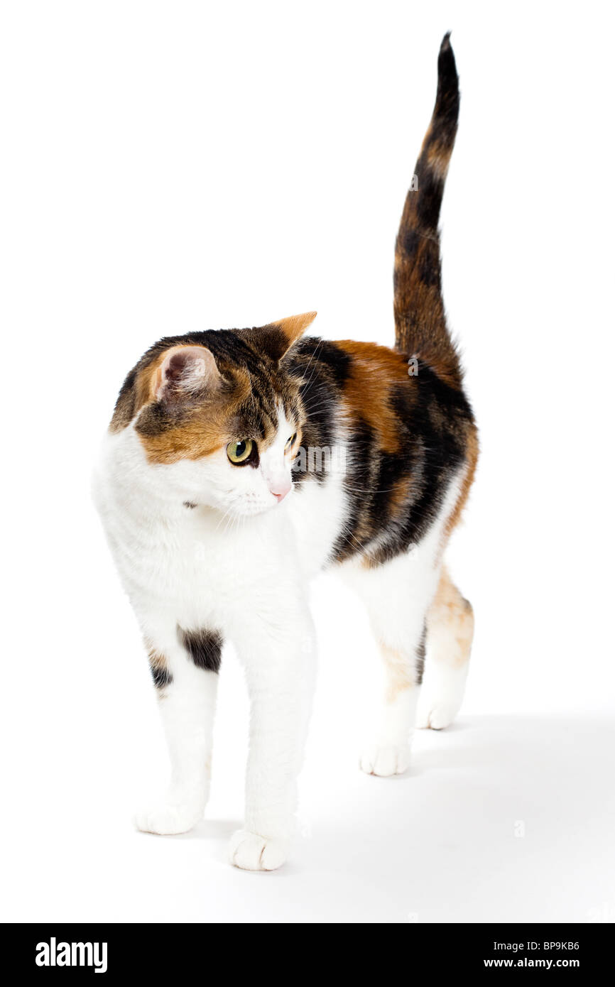 cute tabby cat on white background Stock Photo
